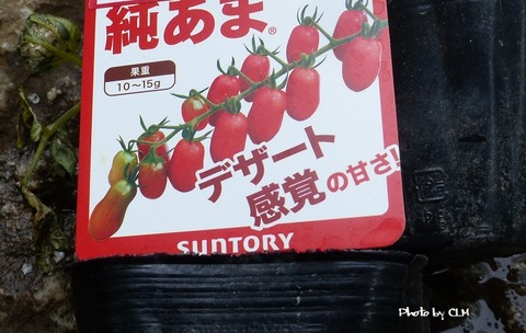 Photo by CLM  純あま　サントリー　P2180964