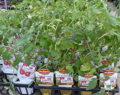 Photo by CLM  トマト　予防接種苗　P2180771