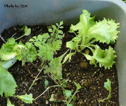 Photo by CLM  レタスはセリとコンプラ　P1020122