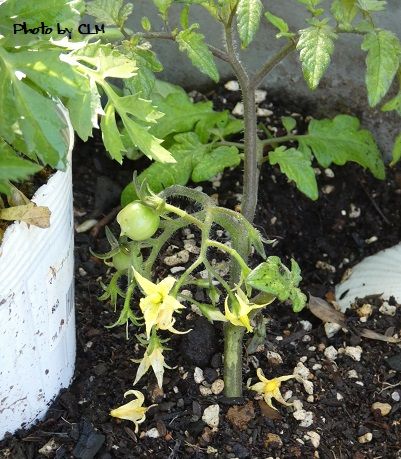 Photo by CLM  めちゃうまイエロー　寝かせ植え　P1020119