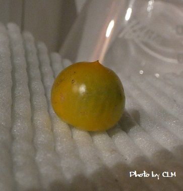 Photo by CLM めちゃうまイエロー デルモンテ P1040057