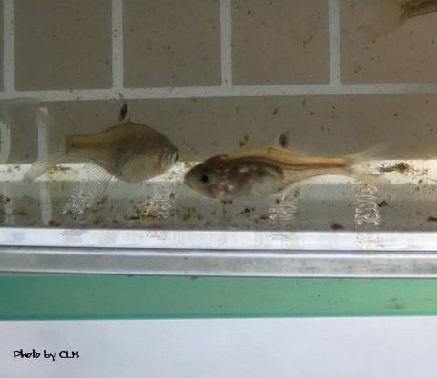 Photo by CLM マメタナゴちゃん　P1000733