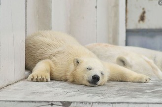 kuma