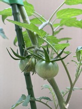 IMG-9674
