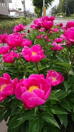 DSCPDC_0003_BURST20200512140256339_COVER