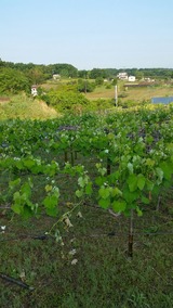 20170519_061240_resized