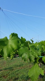 20170519_061454_resized