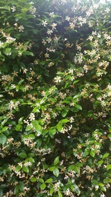 20170531_074447_resized