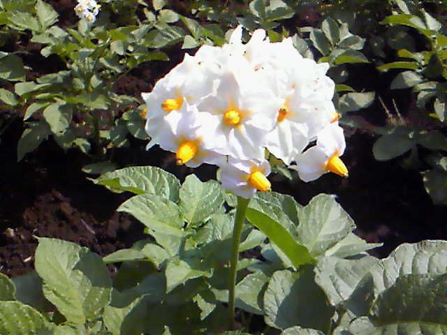 じゃがいもの花 Oaランド社長日記