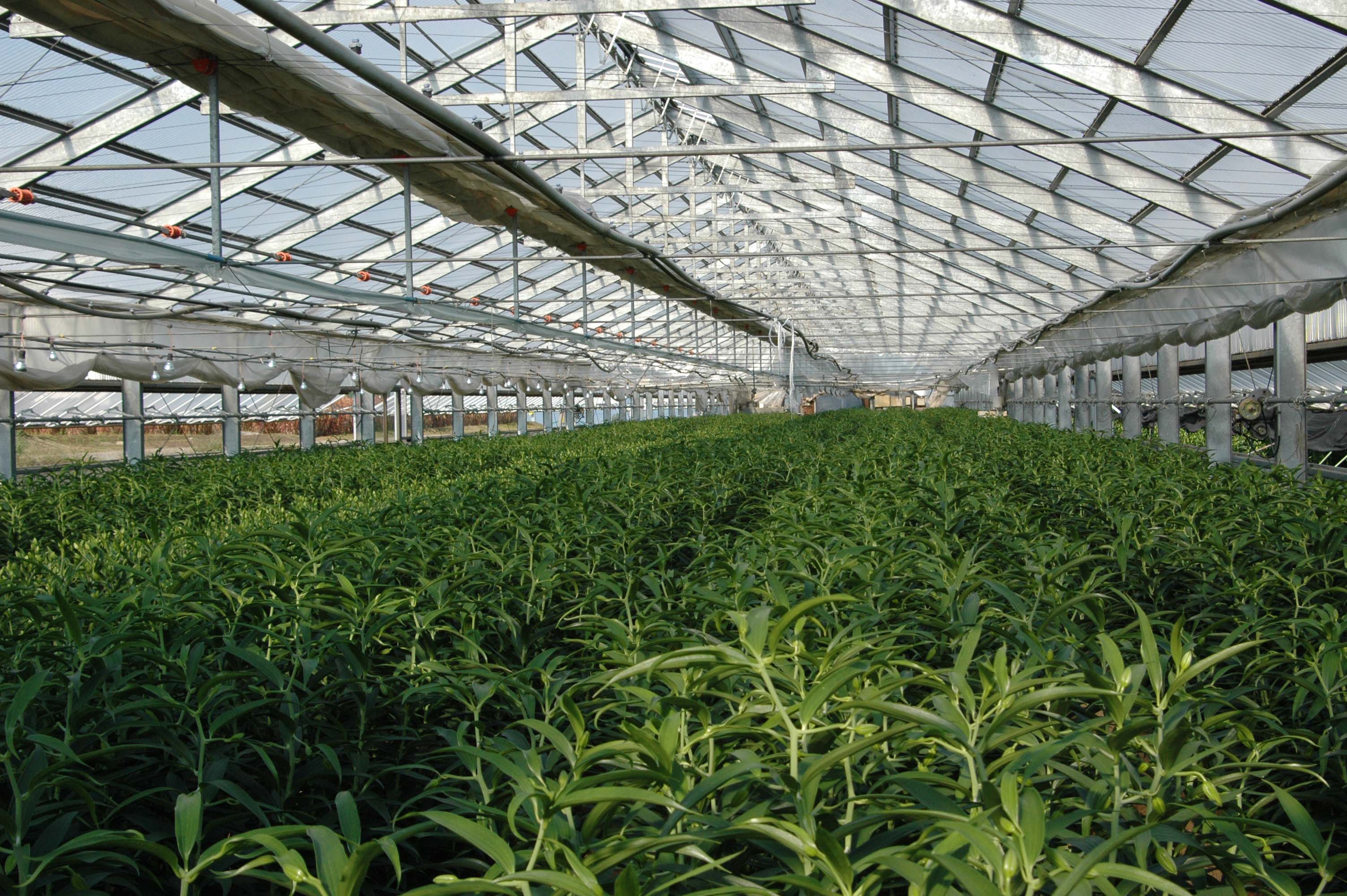 無農薬栽培5年目のカサブランカ 藤木 正喜の独り言