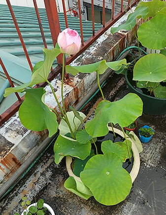 蓮開花0624_0552
