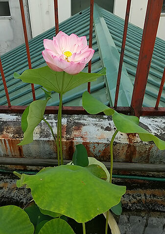 蓮開花0619_0824