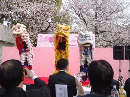 観桜会 獅子