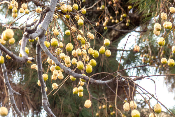 ���Ը��Υ������ 2026-2