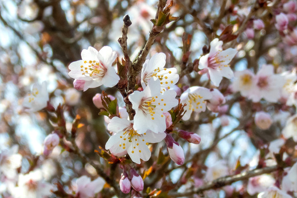 金冠山の桜2024-3