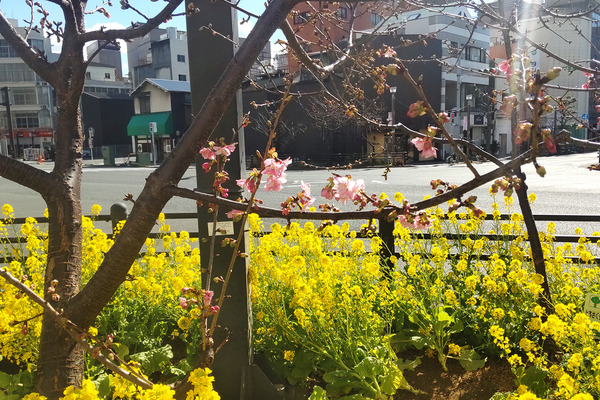 沼津 河津桜と菜の花2022