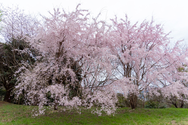 香貫山の三春滝桜2023-1