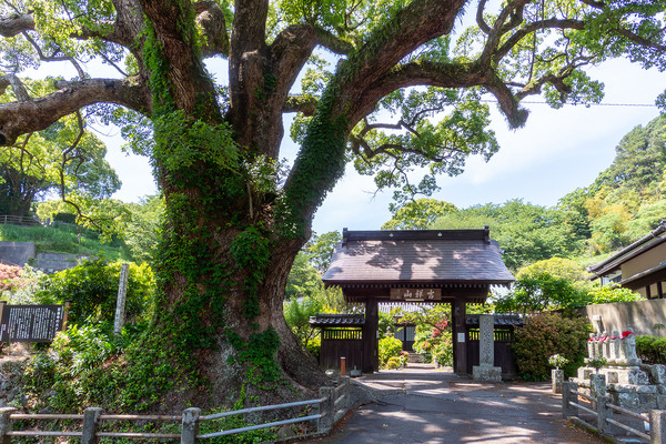 安楽寺のクスノキ2024-2