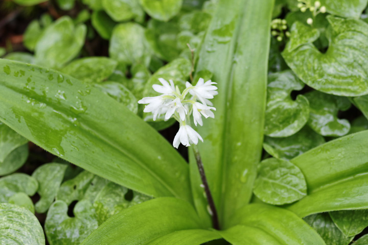 入笠山 ツバメオモトの花 季節の花だより はなつうwest Blog 入笠山 ツバメオモトの花 季節の花だより はなつうwest Blog