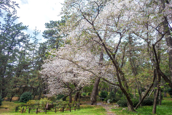 千本浜公園の桜 2025