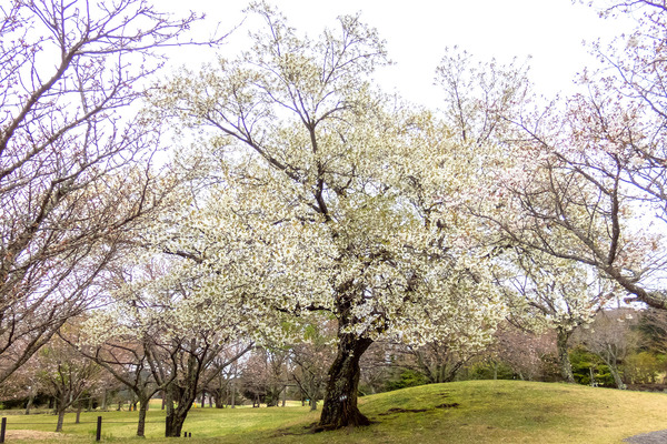 ��Ʀ�⸶���������Τ2024-6