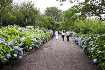岩本山公園の紫陽花2014-1