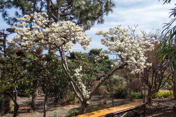 �Ӿб�Υ⥯��� 2026