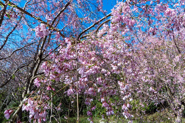 ��ӻ��λ������2020-2