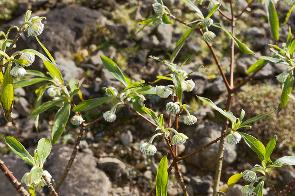 �ߥĥޥ��ΤĤܤ� 2024-2