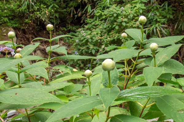 タマアジサイ 2025-3