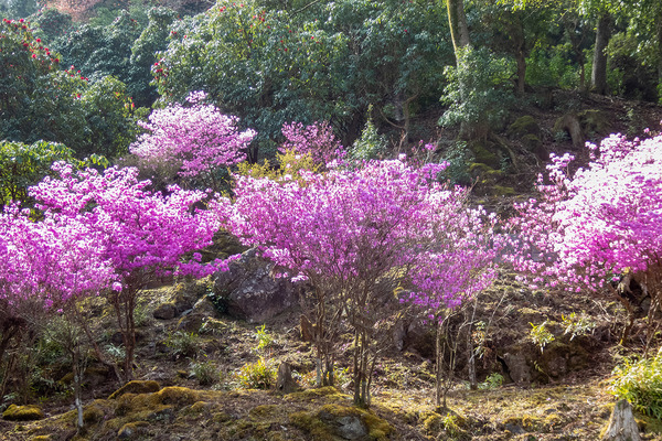 ŷ�륰�꡼�󥬡��ǥ�