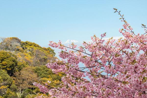 来ル海の河津桜2026-2