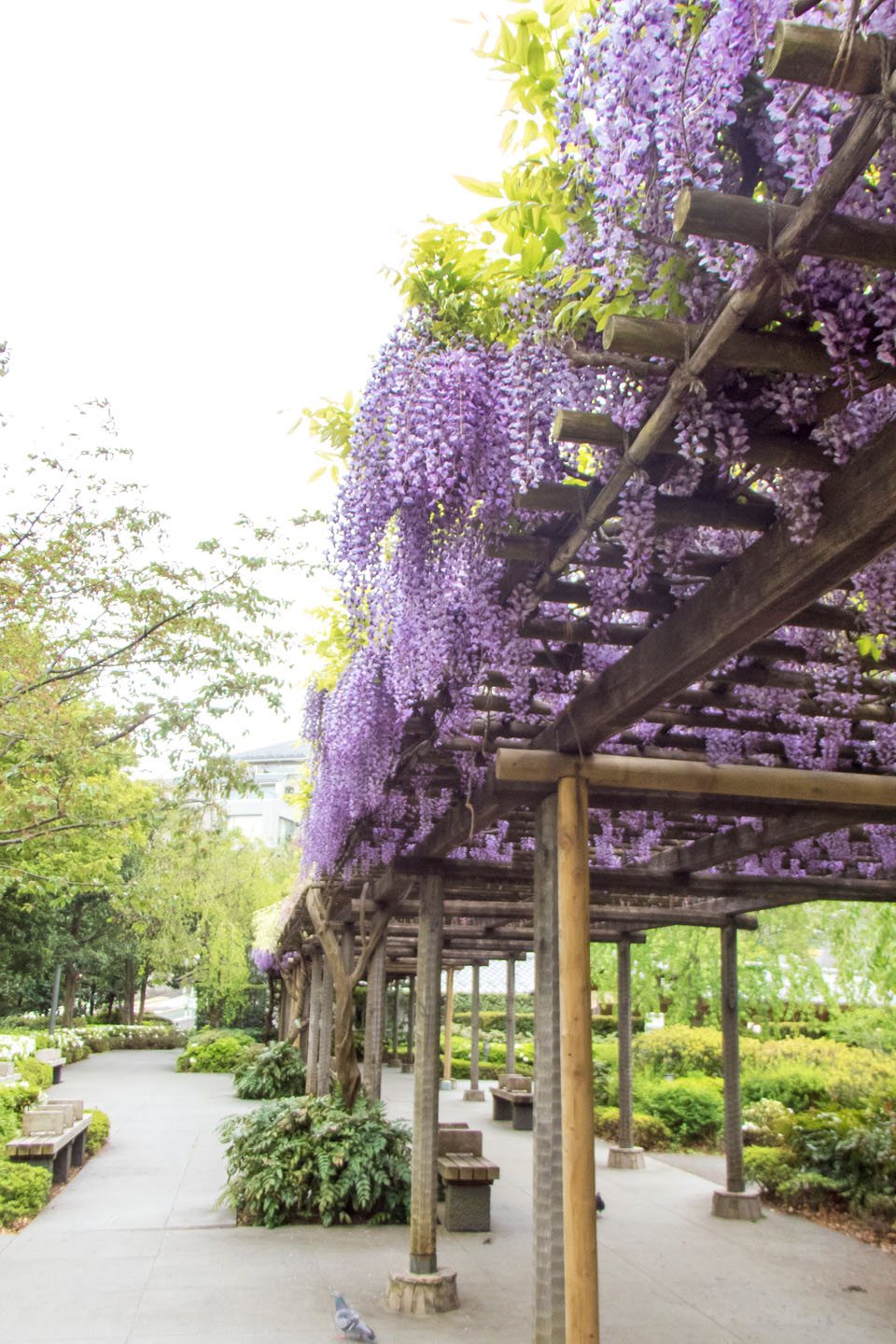 東京ミッドタウンで藤の花が満開です 16 季節の花便り はなつうwest Blog