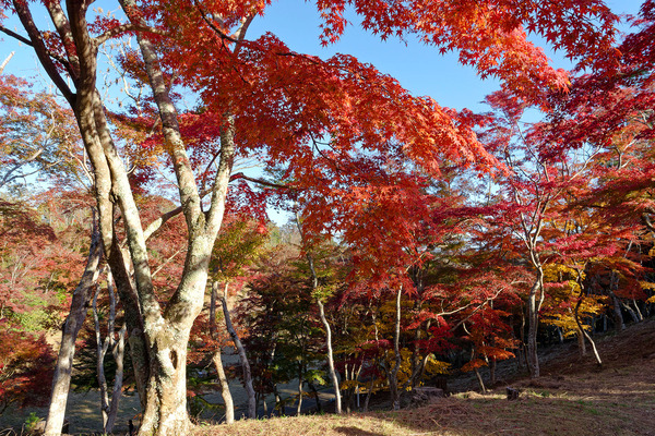 修善寺自然公園もみじ林の紅葉2023-2
