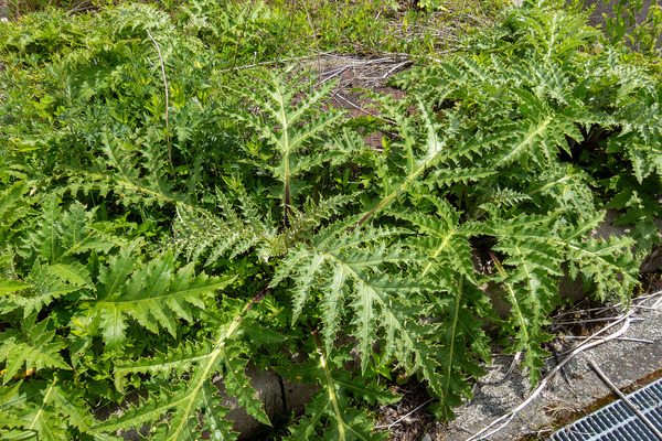 フジアザミ 2025-1