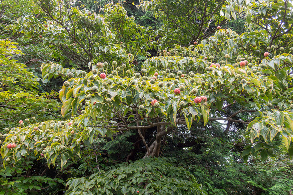 ��ޥܥ����μ� 2025-3