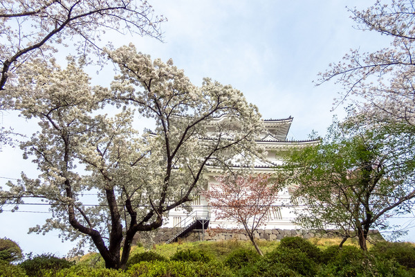 小田原城の桜 2025-1