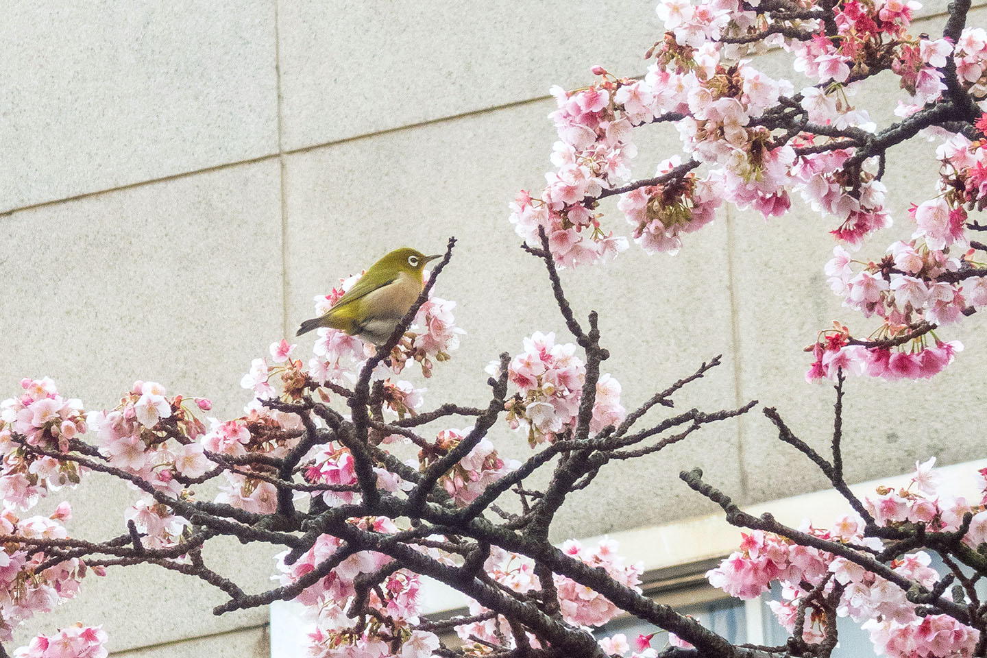 熱海桜が見頃です 季節の花だより はなつうwest Blog
