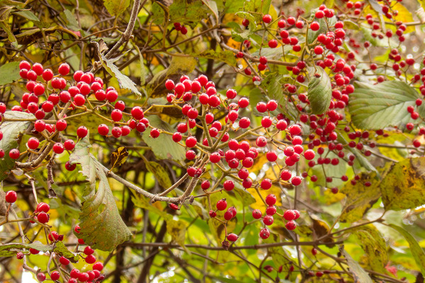 ���ޥ��ߤμ� 2025