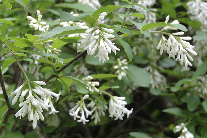 ライラックの白い花 季節の花だより はなつうwest Blog ライラックの白い花 季節の花だより はなつうwest Blog