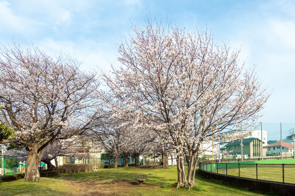 沼津市営球場の桜 2025-3
