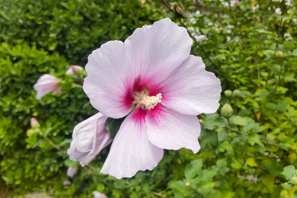 ムクゲの花 2024-2