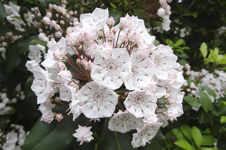 金平糖みたいなつぼみのカルミア 季節の花だより はなつうwest Blog
