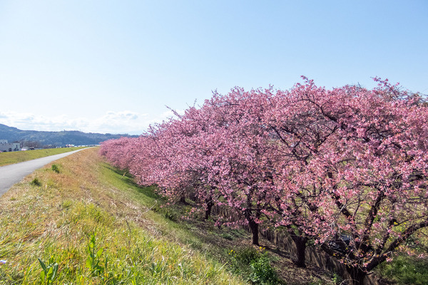 ȡ����������ɤβ��ź� 2026-2