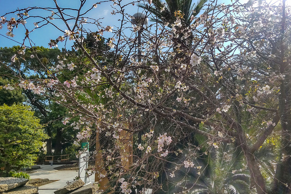 �������Ҥν����2024