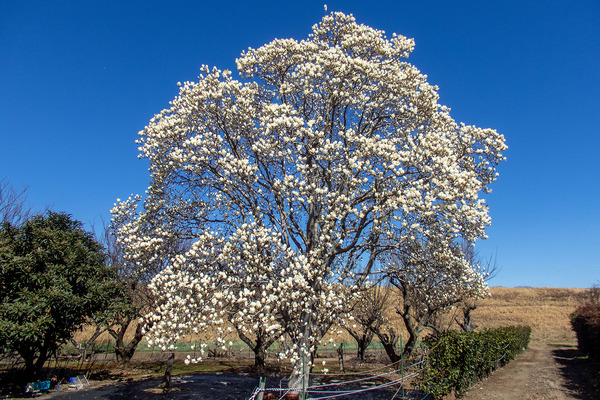 函南町のモクレン2024-1