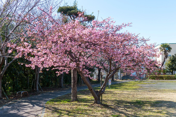 ���Ż���β��ź� 2026-1