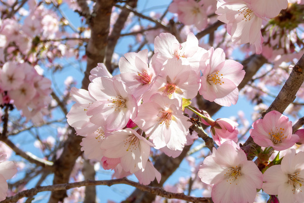 ���¾�� 2026-2