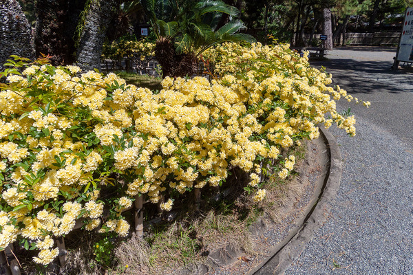 ���Ÿ���š��ǰ����Υ�å����Х�2021