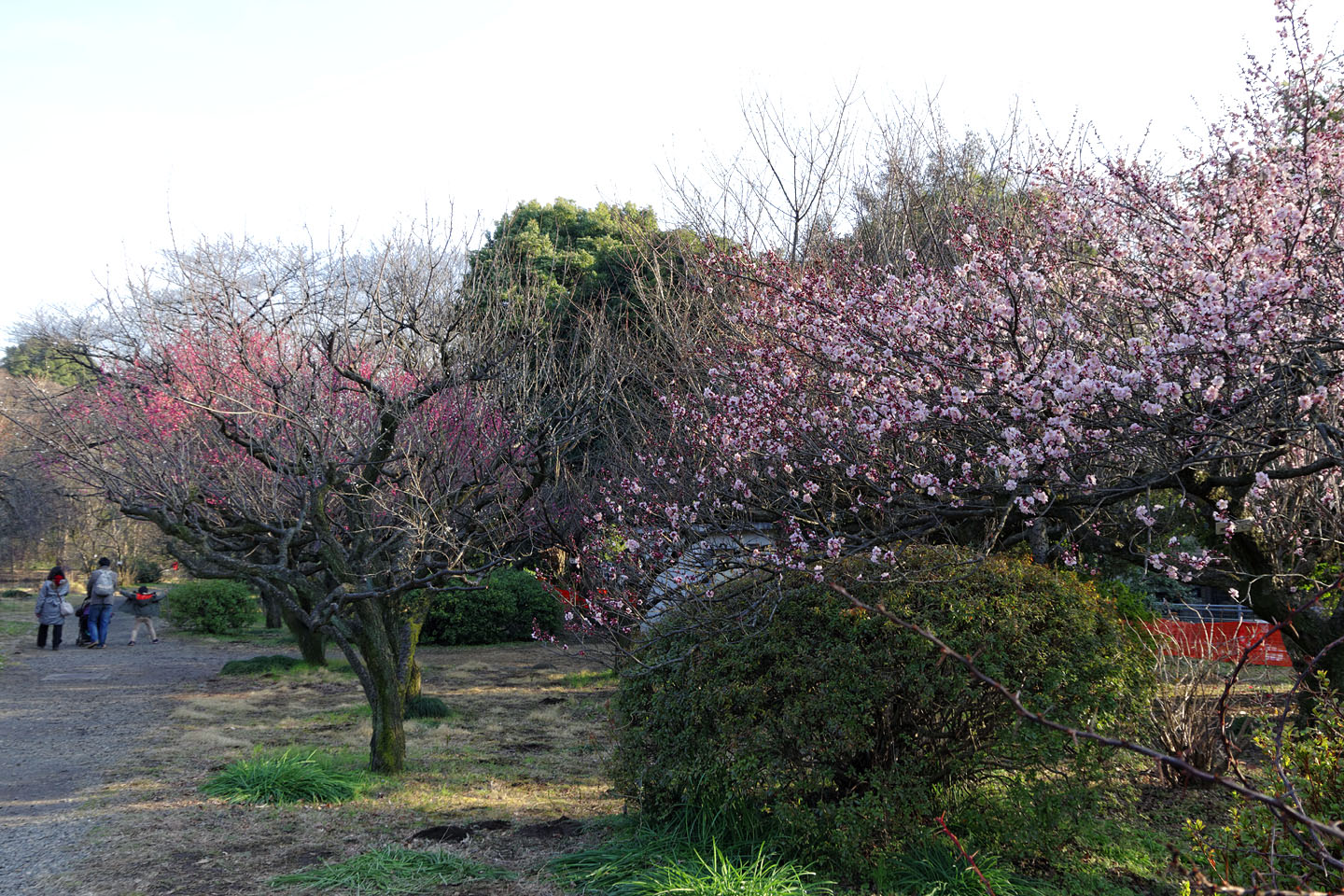 小石川植物園 梅も咲き始めています 15 季節の花だより はなつうwest Blog